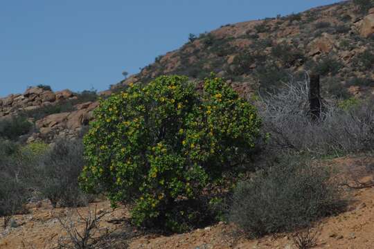 Image of Didelta spinosa (L. fil.) Ait.