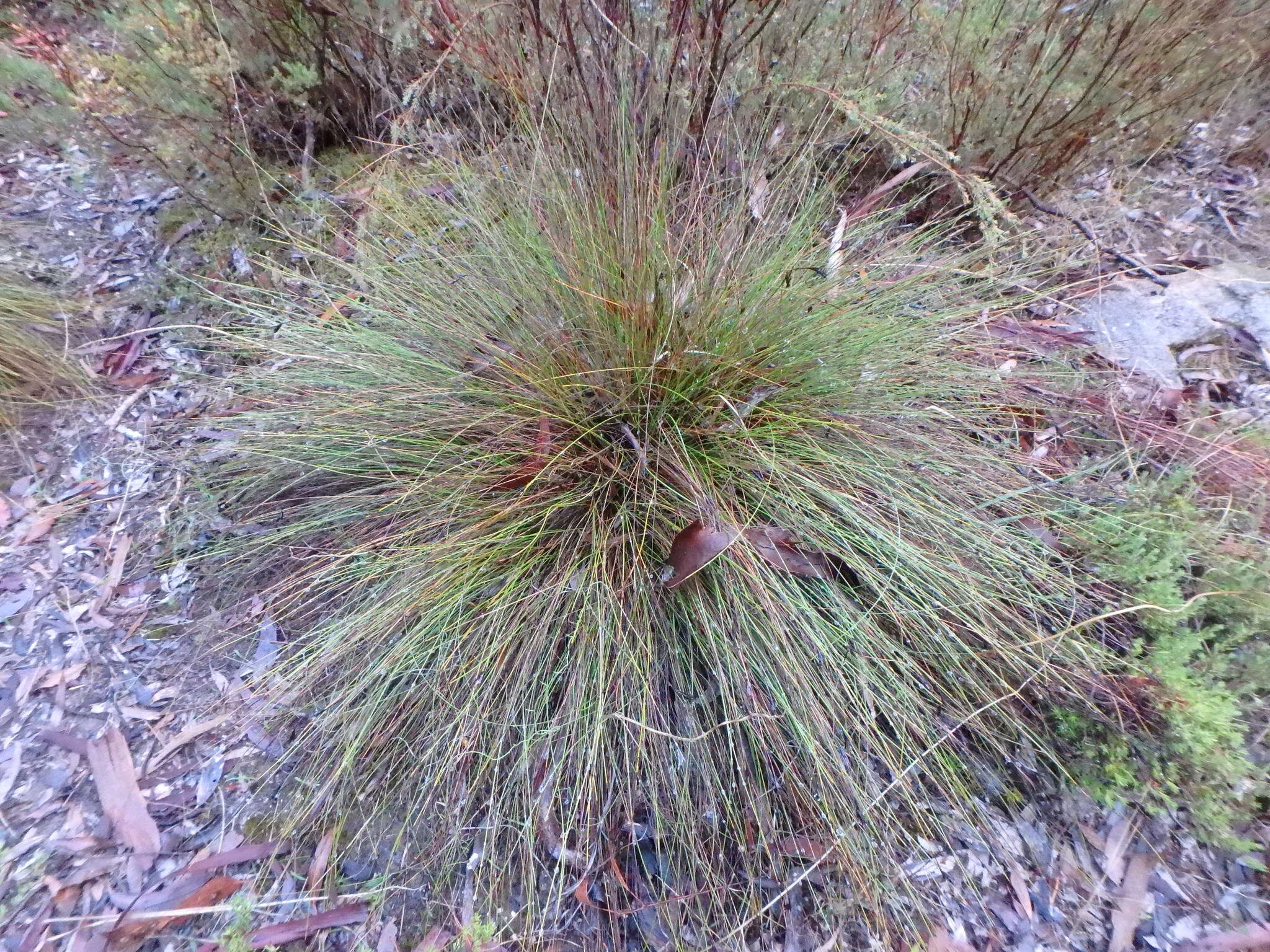 Image of Lepidosperma carphoides F. Muell. ex Benth.