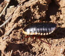 صورة Cosmozosteria bicolor (Saussure 1864)