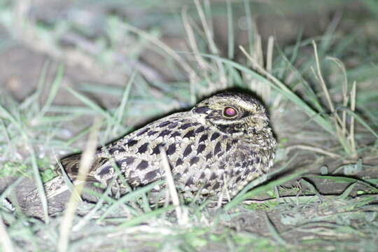 Image of Natal Nightjar