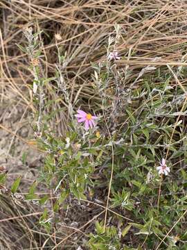 Image of Athrixia phylicoides DC.