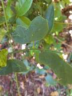 Image of Virgin Island passionflower