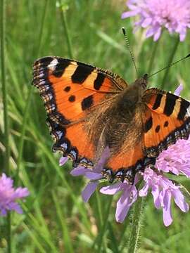 Слика од Aglais urticae urticae