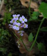 Image of Arabidopsis halleri subsp. ovirensis (Wulfen) O'Kane & Al-Shehbaz