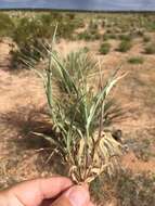 Image of Mexican panicgrass