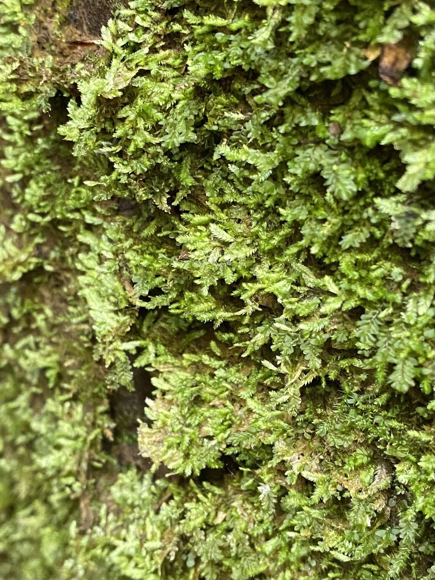 Image of Mueller's isopterygiopsis moss