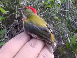 Image of Striolated Manakin