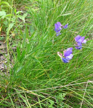 Image of Lathyrus digitatus (M. Bieb.) Fiori