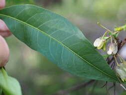 Image of Dodonaea triquetra Wendl.