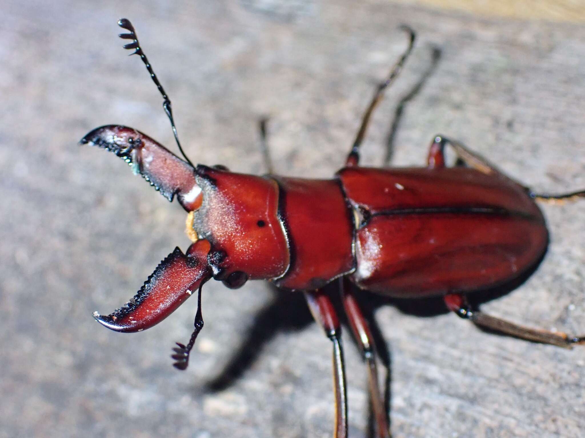 Imagem de Cyclommatus giraffa Möllenkamp 1904