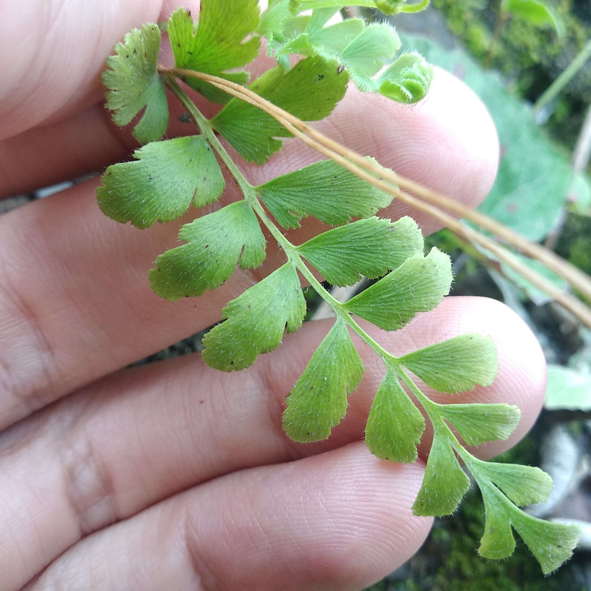 Plancia ëd Anemia hirsuta (L.) Sw.