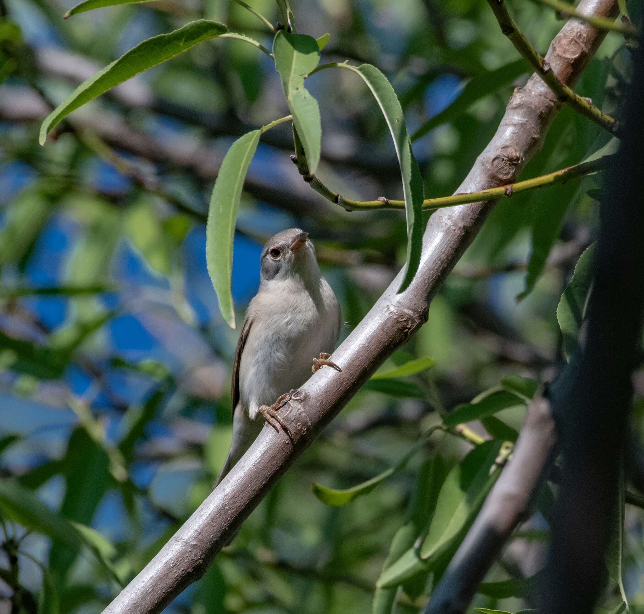 Sivun Curruca cantillans albistriata Brehm & CL 1855 kuva