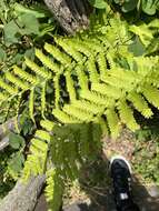 Imagem de Dryopteris uniformis (Mak.) Mak.