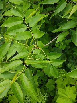 Image of Fraxinus pennsylvanica var. pennsylvanica