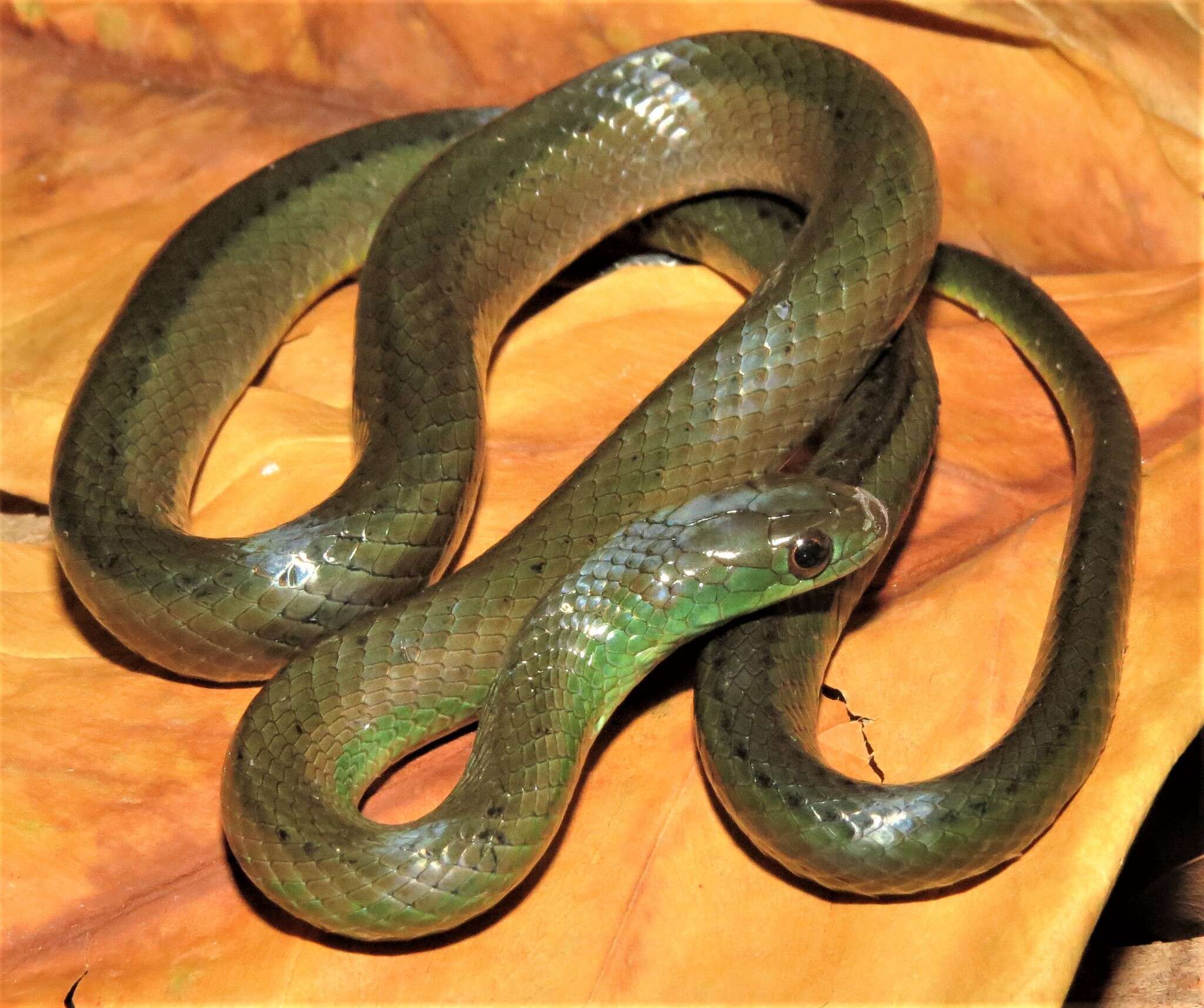 Image of Maryellen's Ground Snake