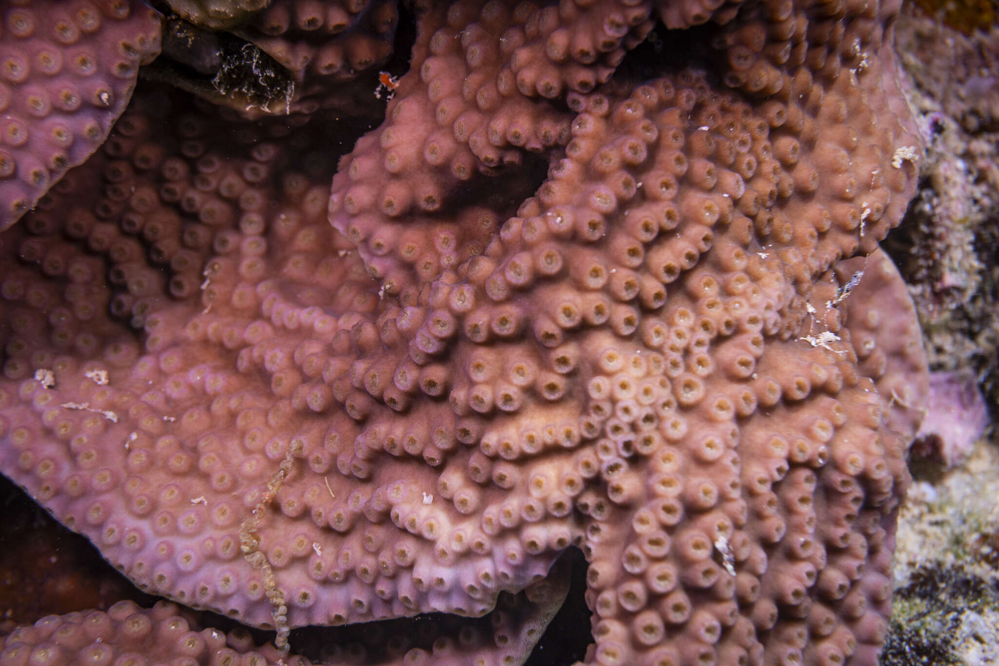 Image of Turbinaria coral