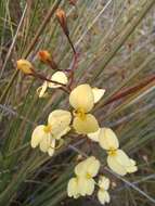 Image of Stylidium luteum R. Br.