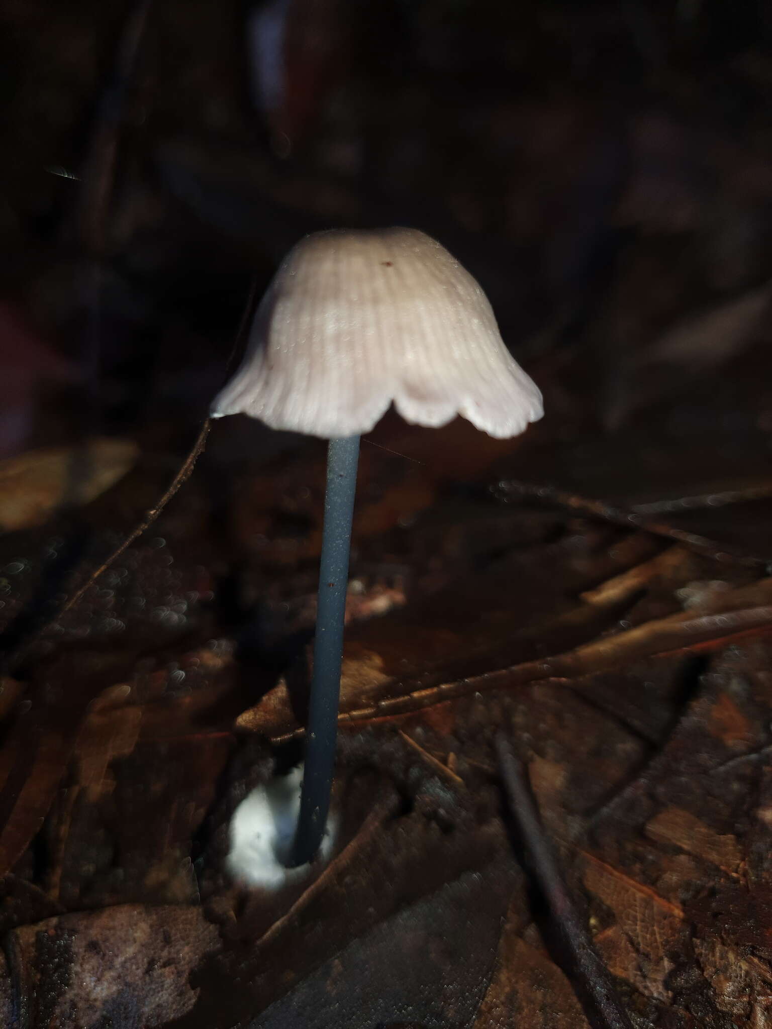 Image of Entoloma albidocoeruleum G. M. Gates & Noordel. 2007