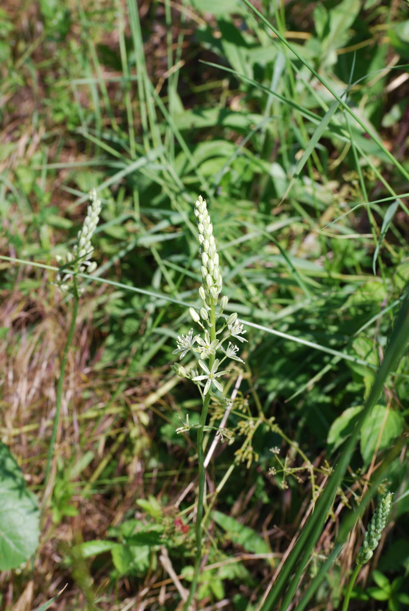 Слика од Ornithogalum pyrenaicum L.