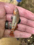 Image of Highland Rim Darter