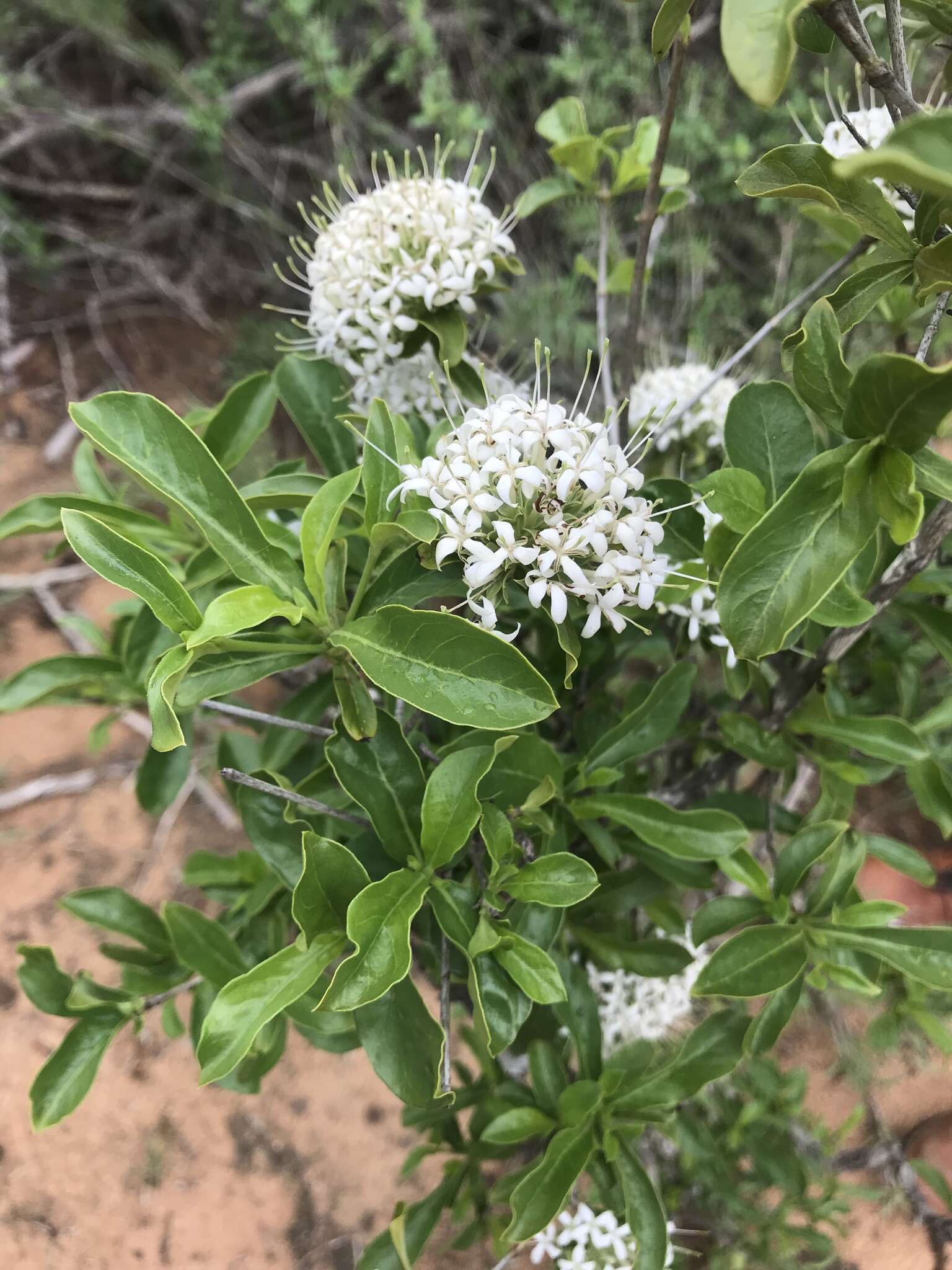 Image de Pavetta catophylla K. Schum.