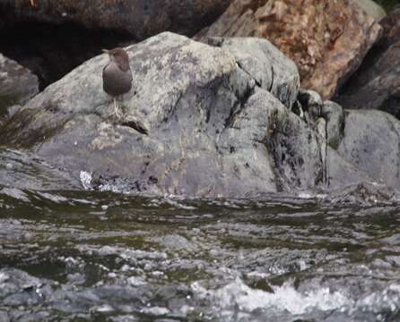 Image of American Dipper