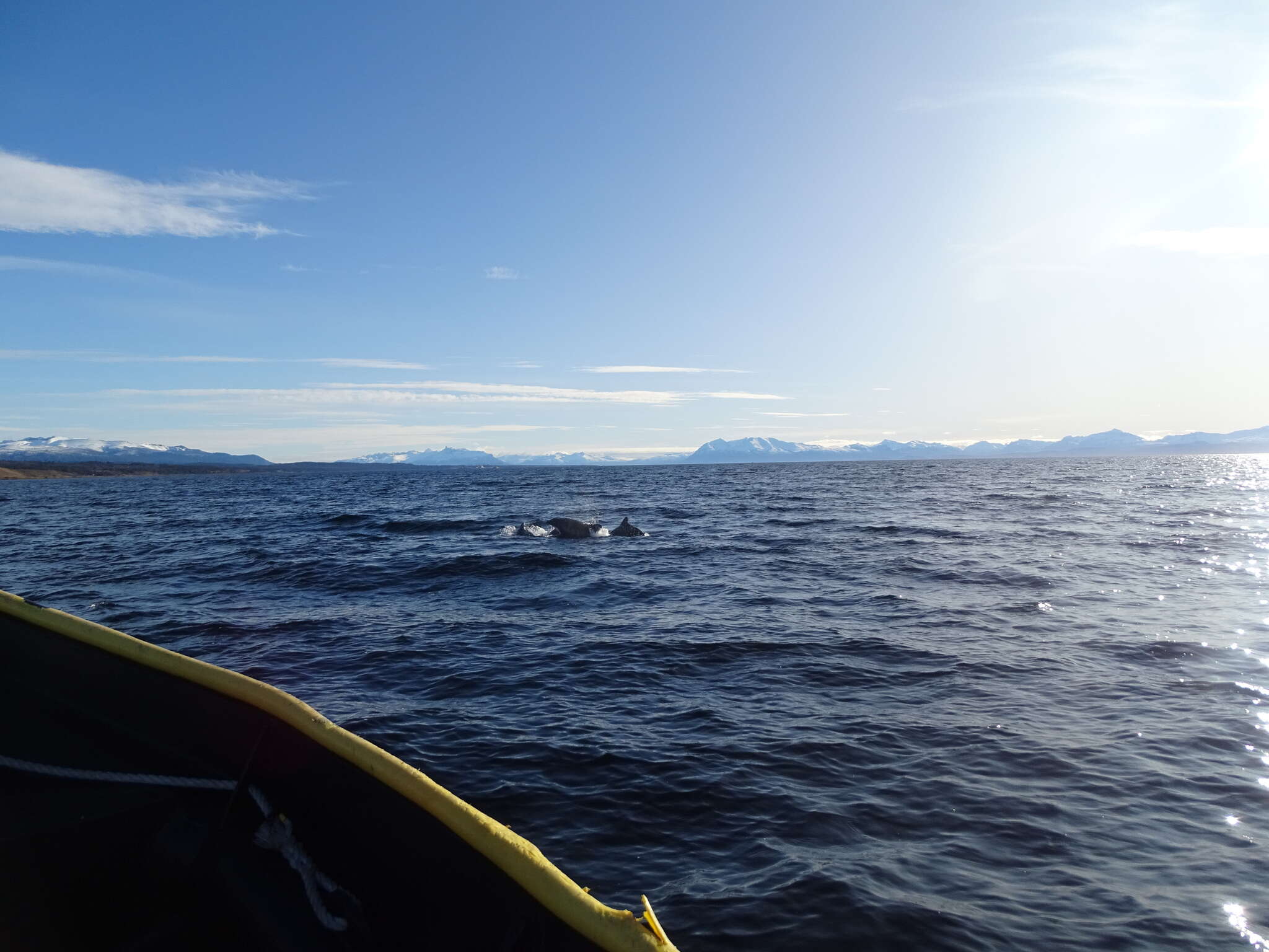 Image of Black Chilean Dolphin