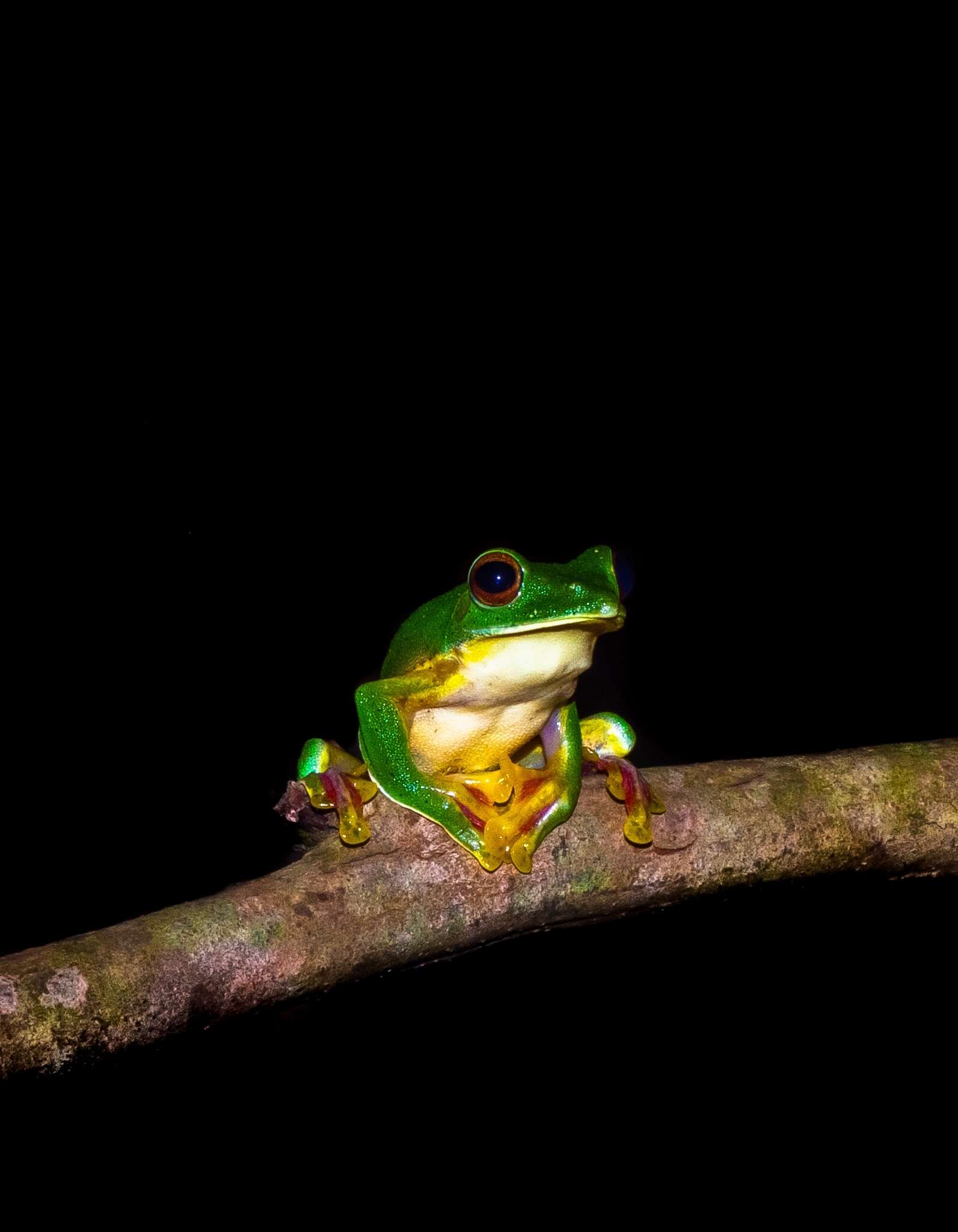 Image of Malabar Gliding Frog