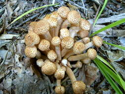 Слика од Armillaria borealis Marxm. & Korhonen 1982