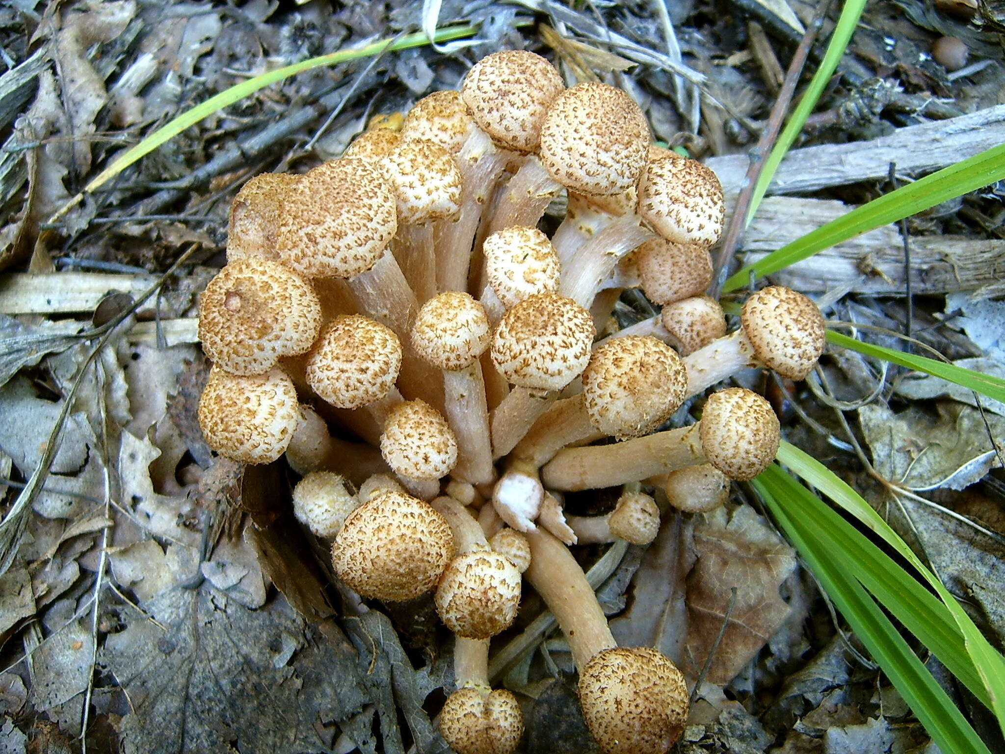 Слика од Armillaria borealis Marxm. & Korhonen 1982