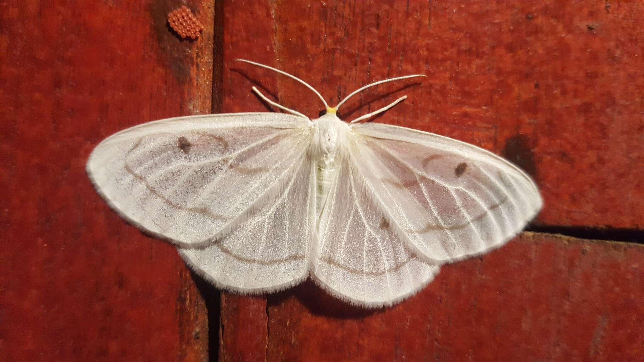 Image de Leucula meganira Druce 1892