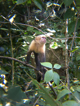 Image of Panama capuchin monkey