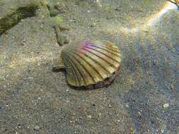 Image of St.James's scallop