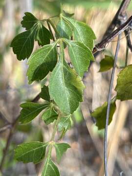 Serjania lucida Schumach. resmi