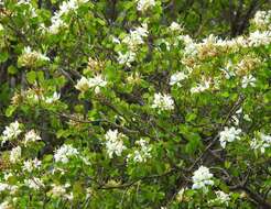 Plancia ëd Bauhinia macranthera Hemsl.