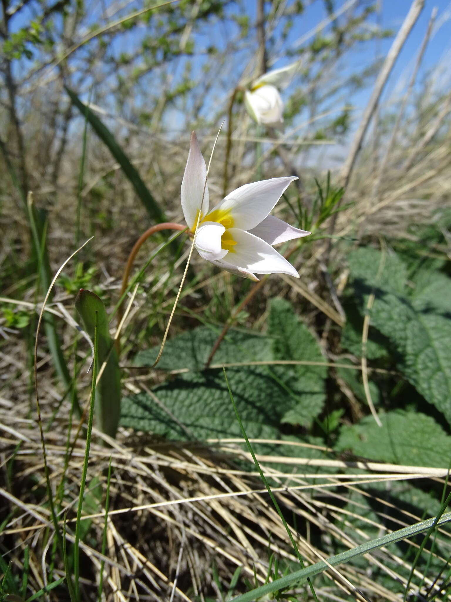 Image de Tulipa sylvestris subsp. australis (Link) Pamp.