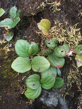 Image of Gaultheria hapalotricha A. C. Sm.