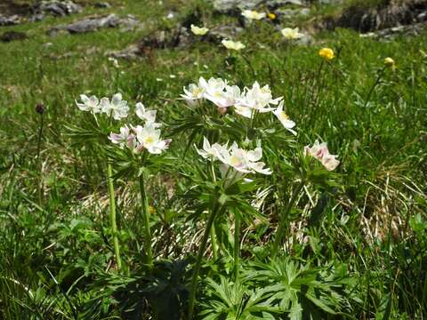 Imagem de Anemonastrum narcissiflorum (L.) Holub