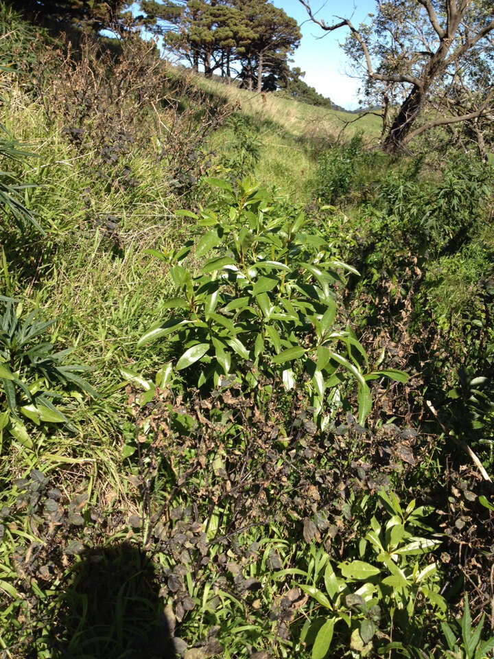 Image of Mousehole tree