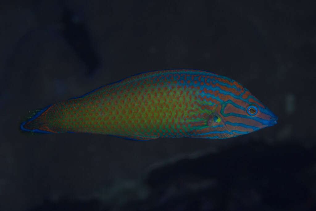 Image of Chain-line wrasse