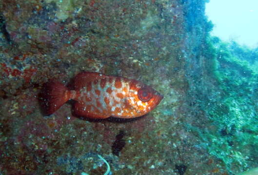 Image of Heteropriacanthus fulgens (Lowe 1838)