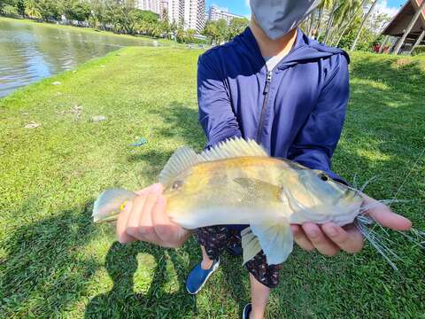 Image of Cichla piquiti Kullander & Ferreira 2006