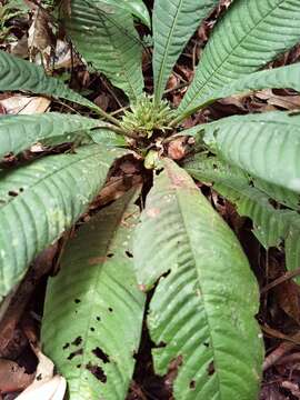 Image of Amphidasya longicalycina (Dwyer) C. M. Taylor