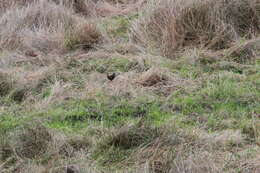 Image of Black-tailed Crake