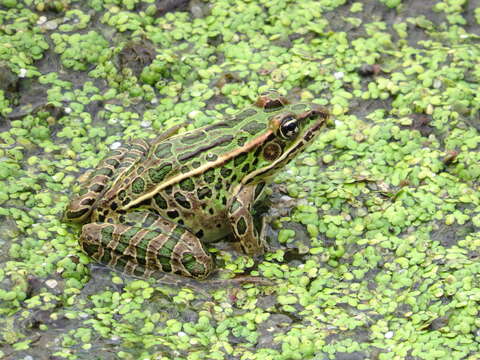 Image of Northern Leopard Frog