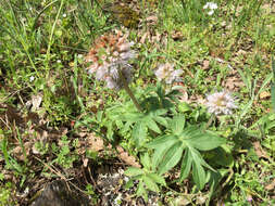 Hydrophyllum capitatum var. thompsonii (M. E. Peck) Constance的圖片