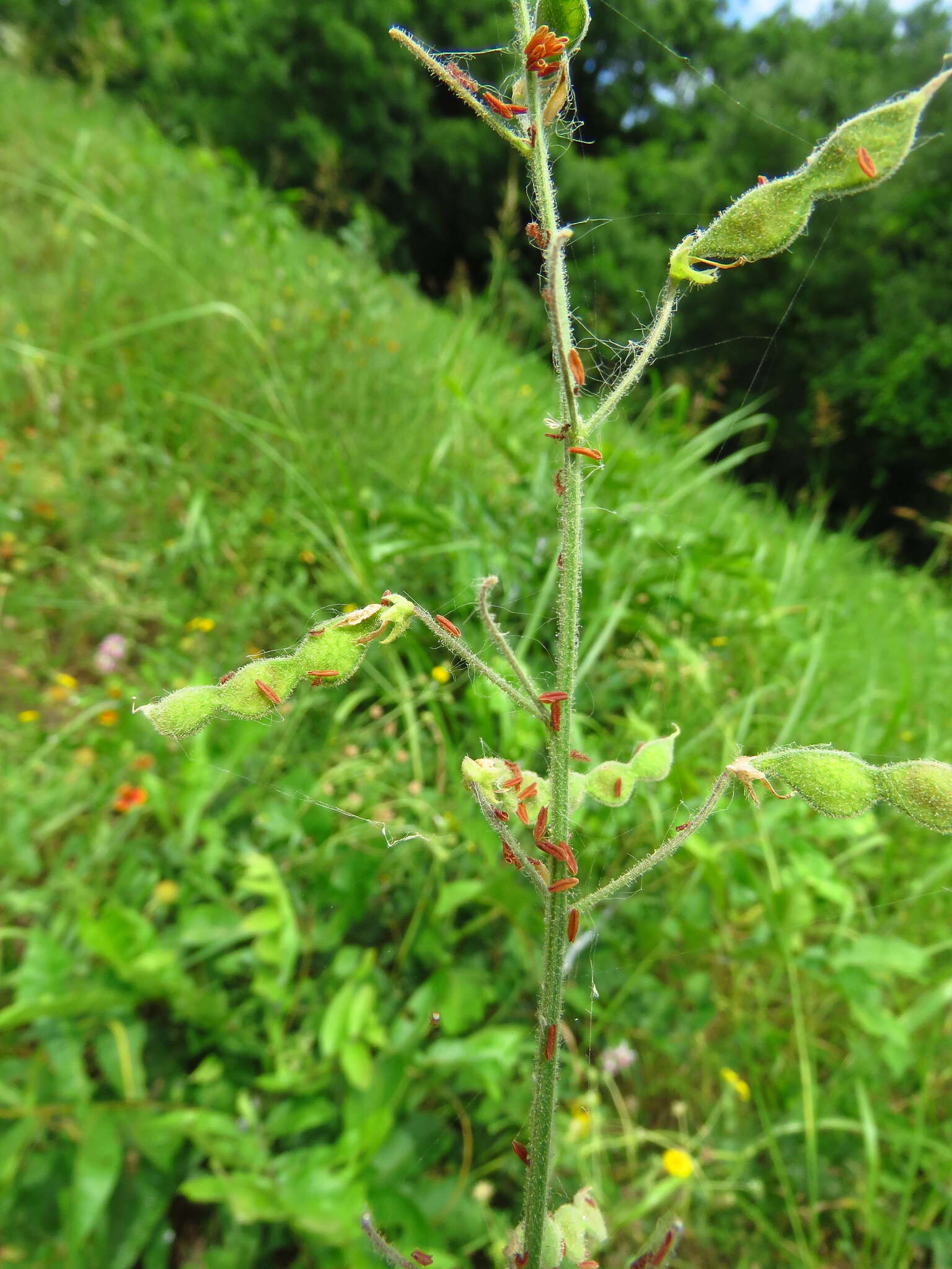 Image of Tweedy's ticktrefoil