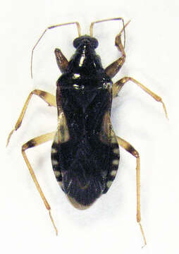 Image of Alloeorrhynchus