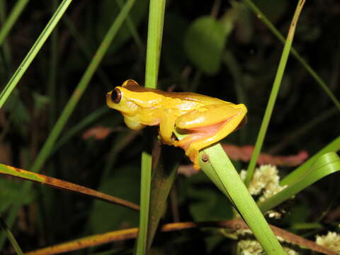 Image of Dendropsophus arndti Caminer, Milá, Jansen, Fouquet, Venegas, Chávez, Lougheed & Ron 2017