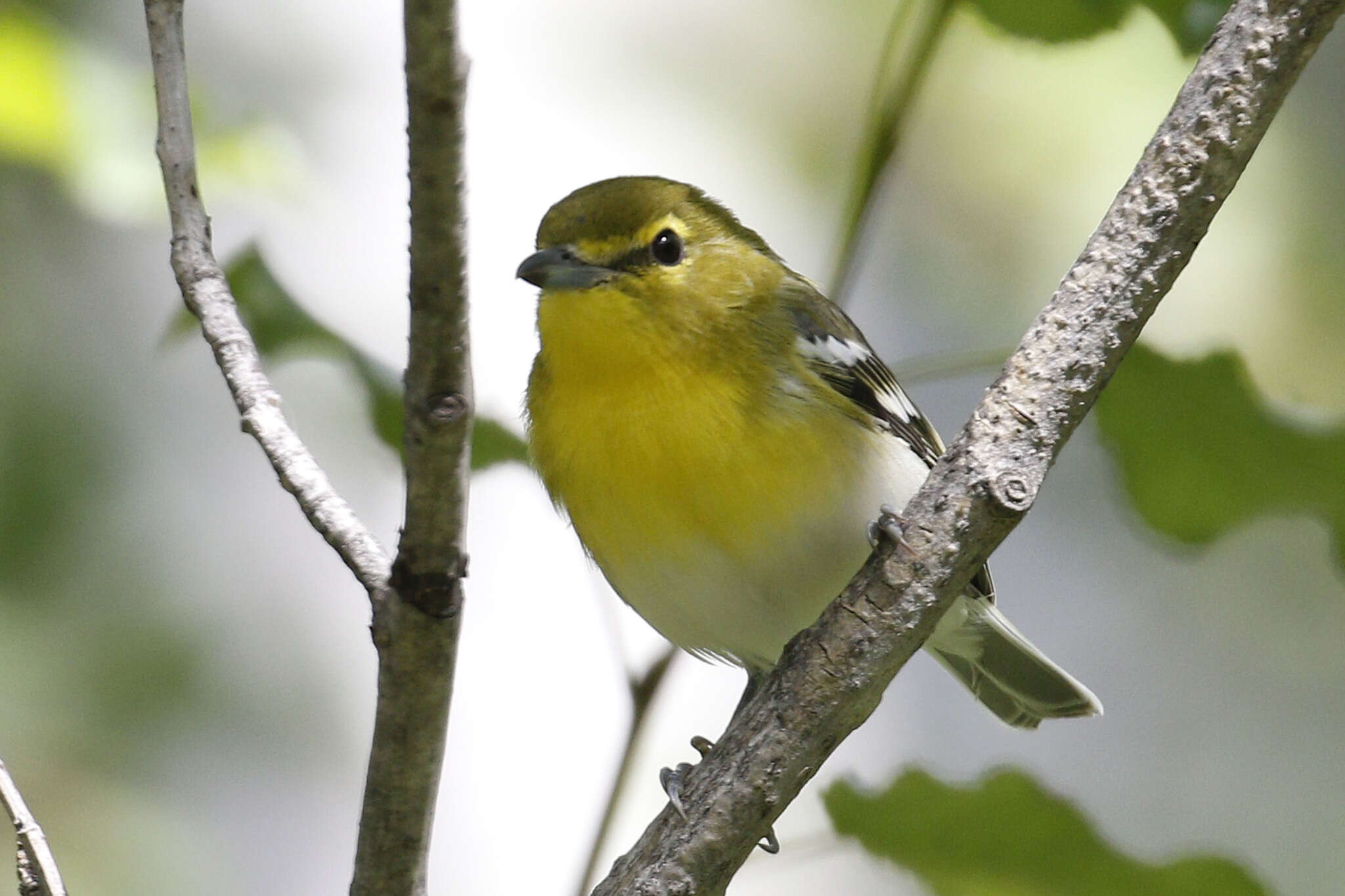 Image of Yellow-throated Vireo